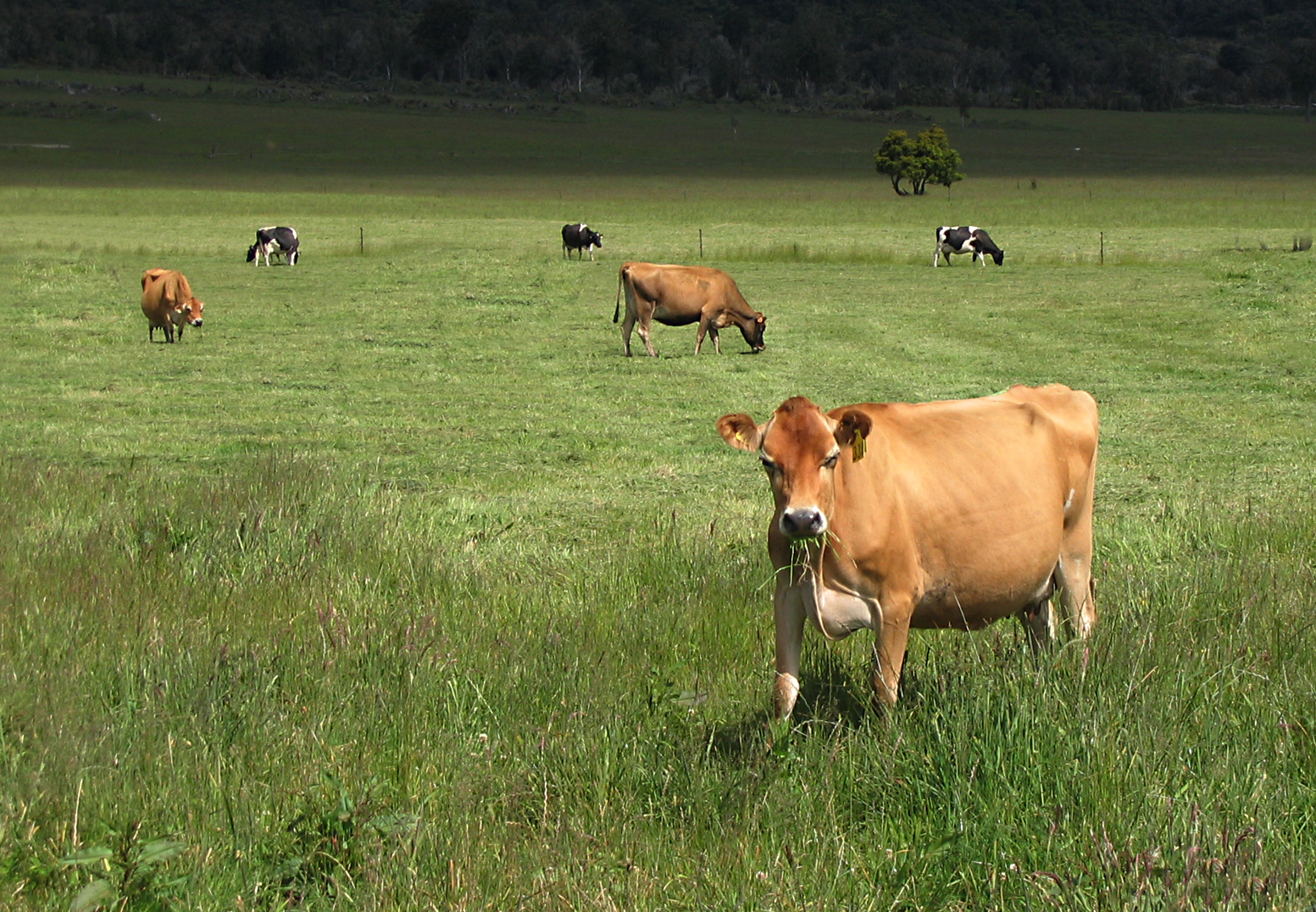 cows01.jpg