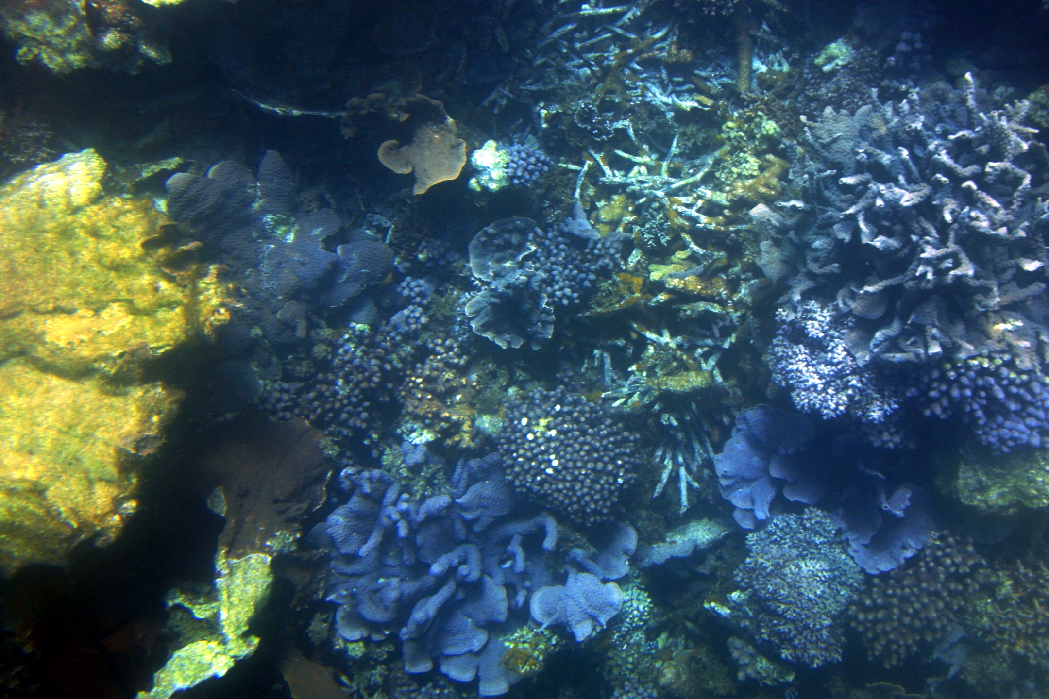 reef02.jpg