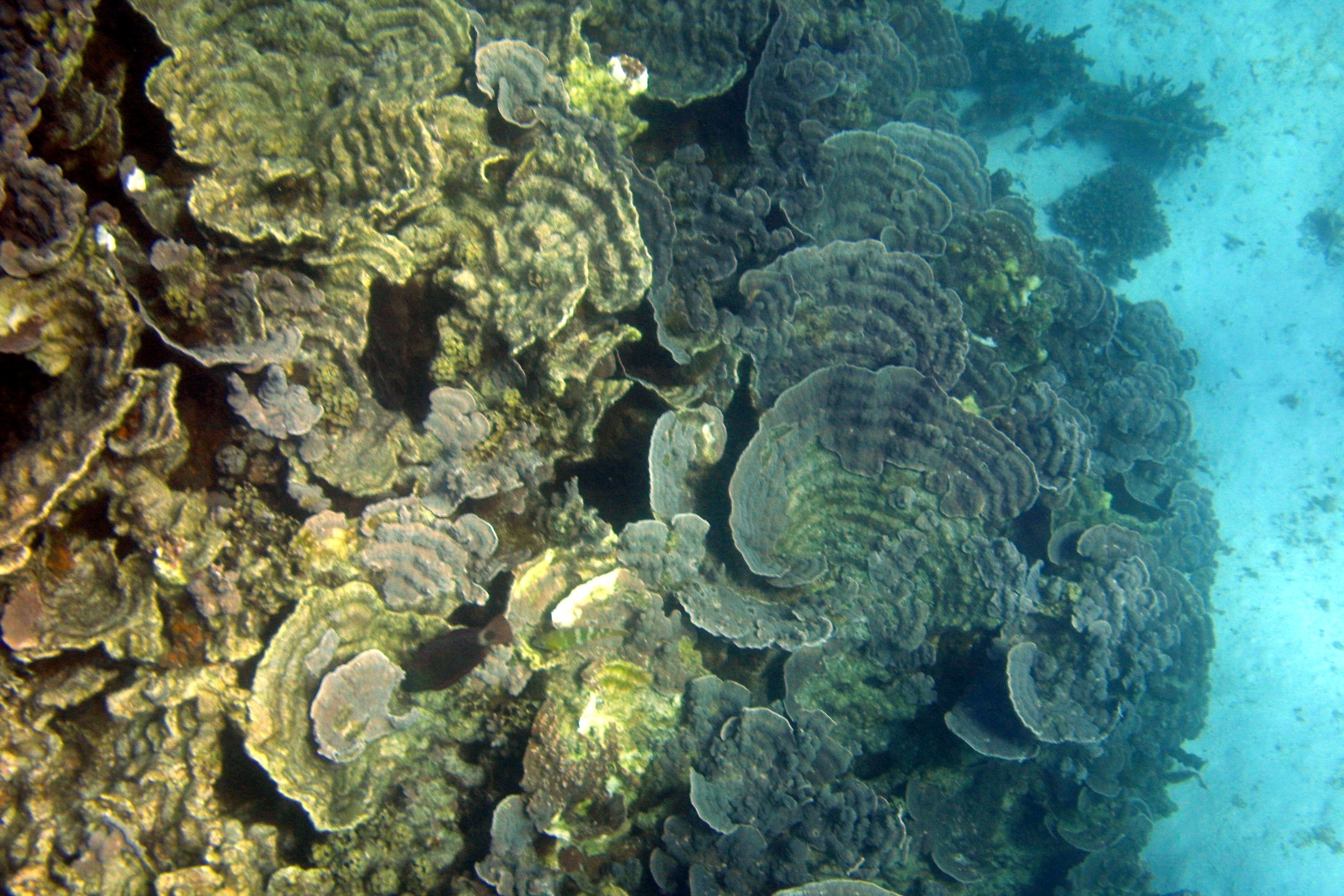 reef04.jpg
