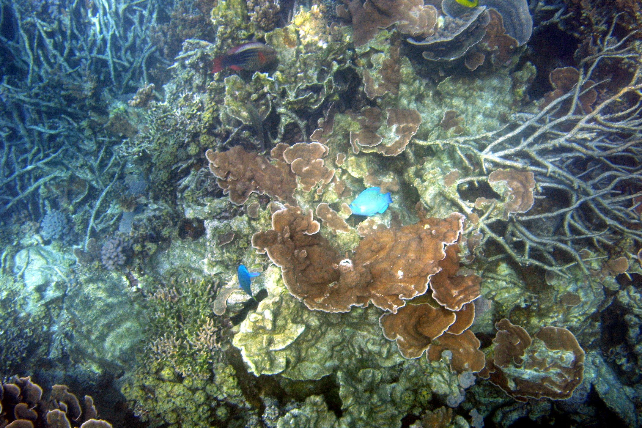 reef05.jpg