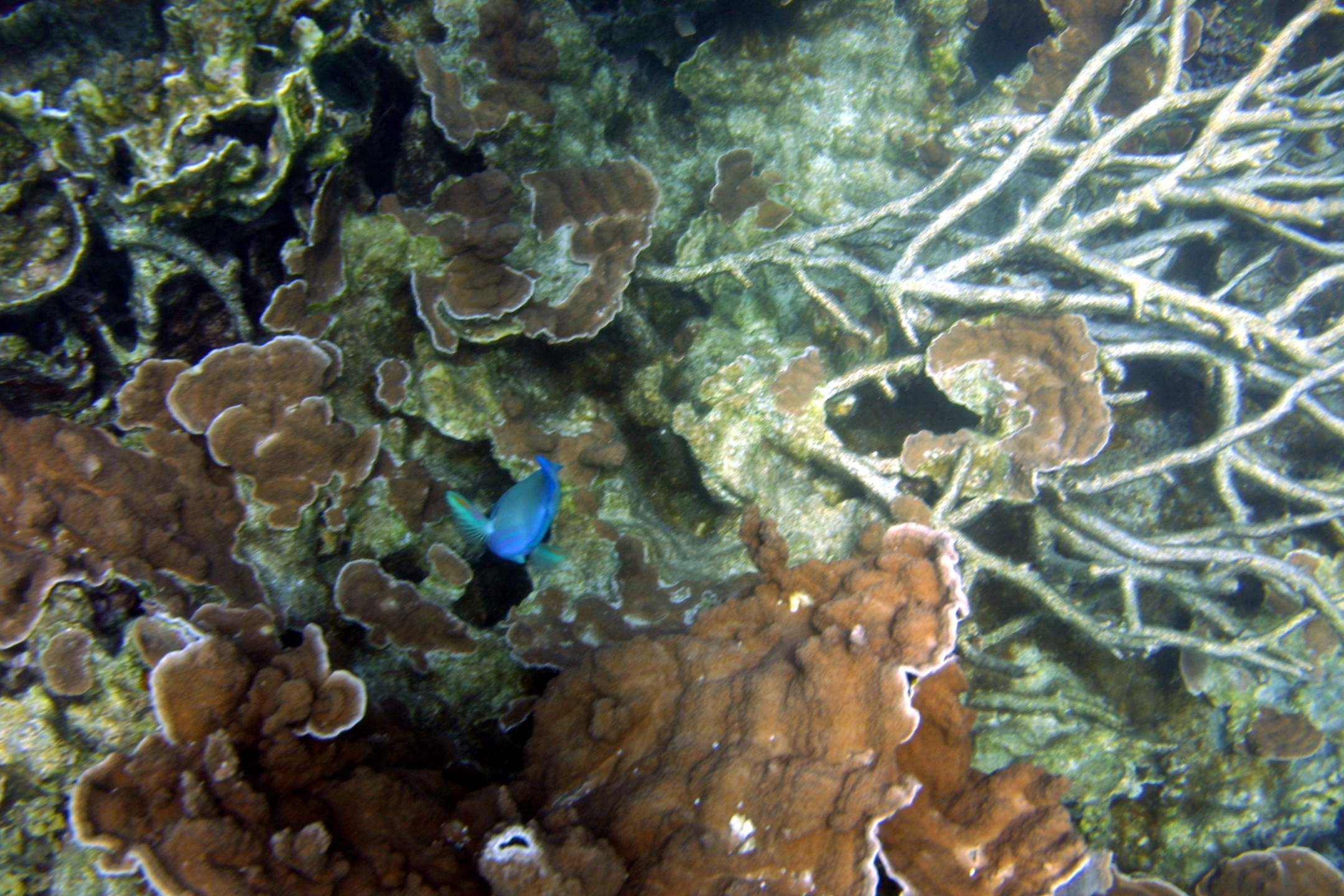 reef06.jpg