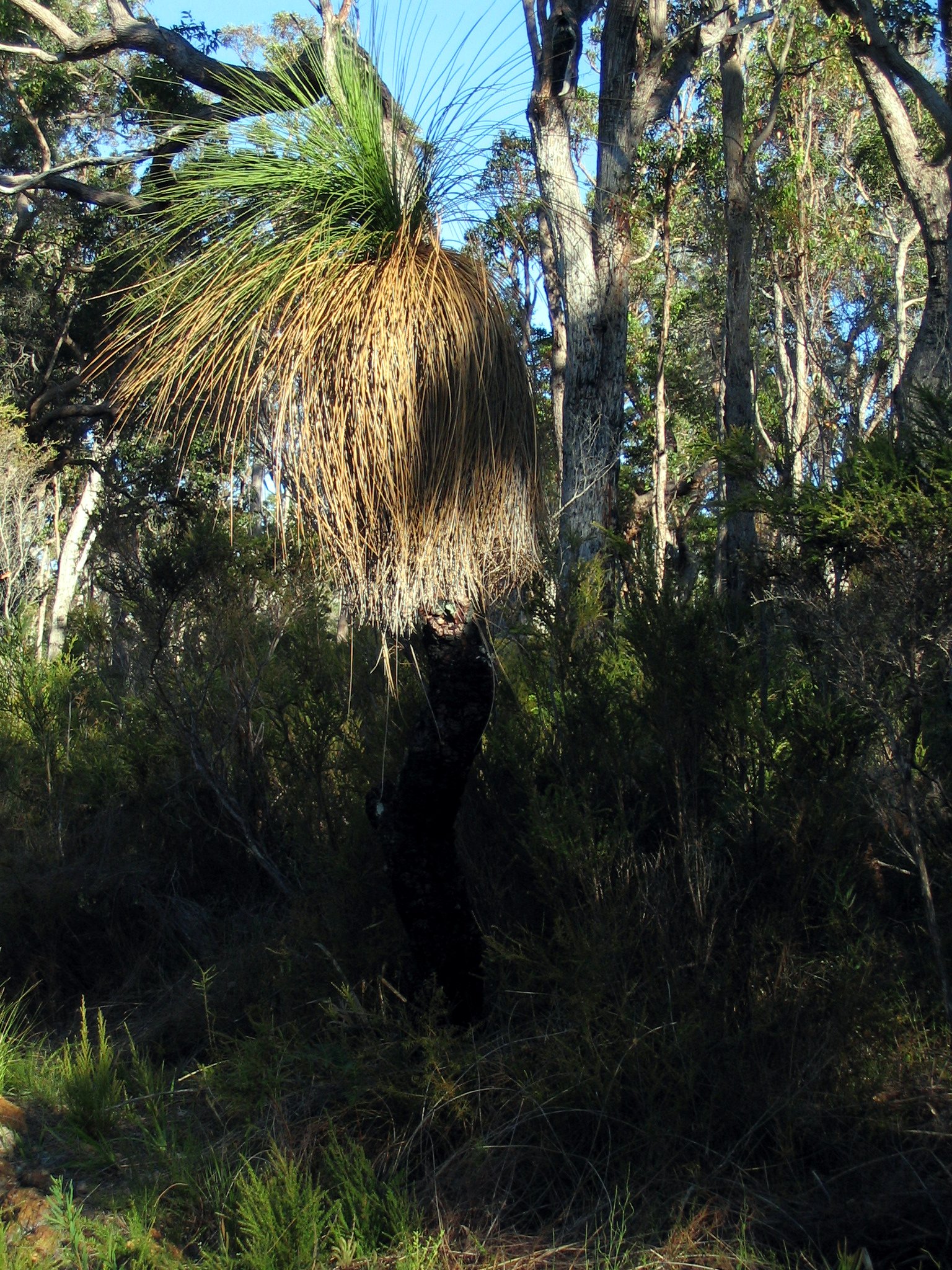 grasstree01.jpg