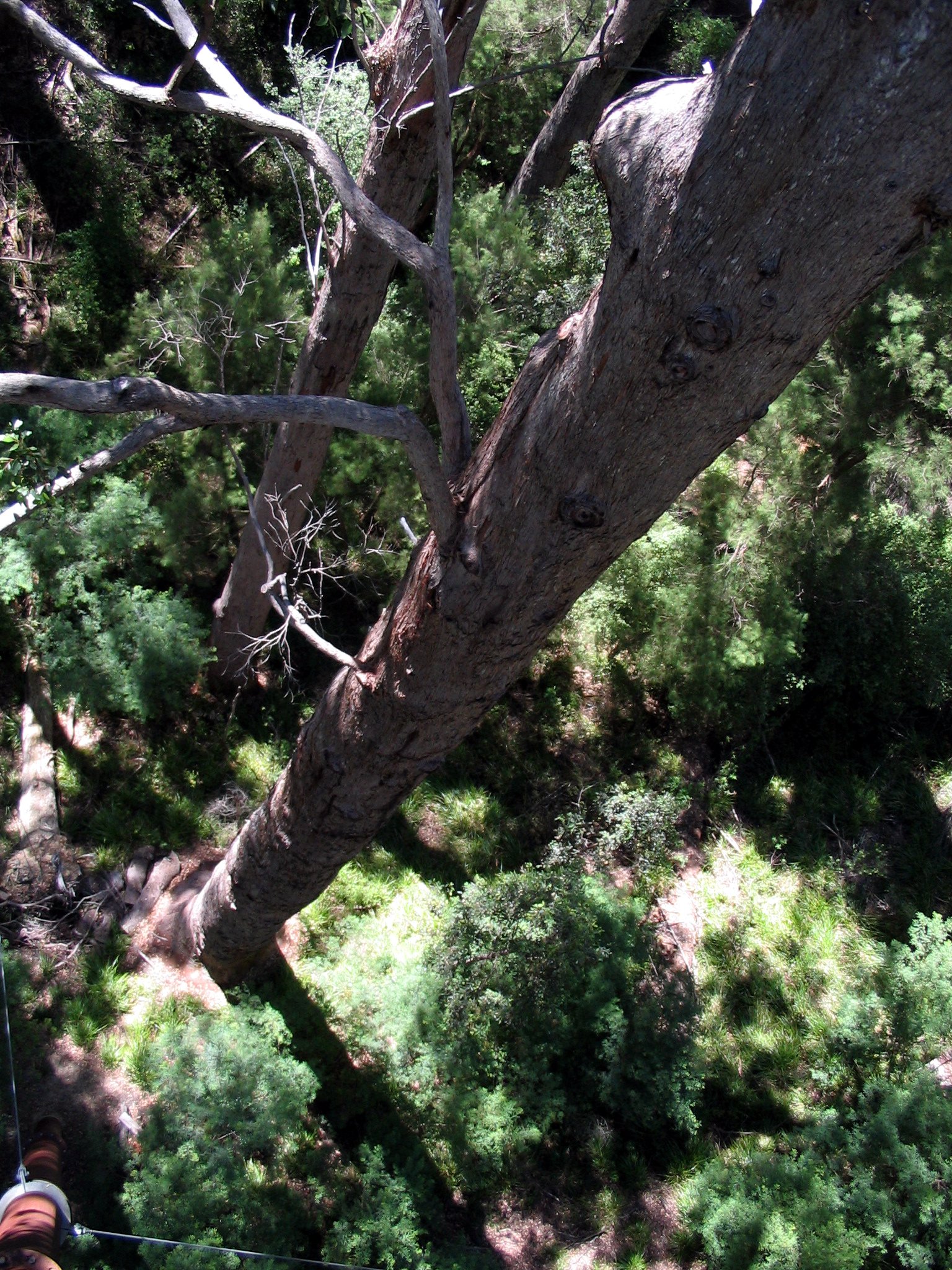 treetop03.jpg