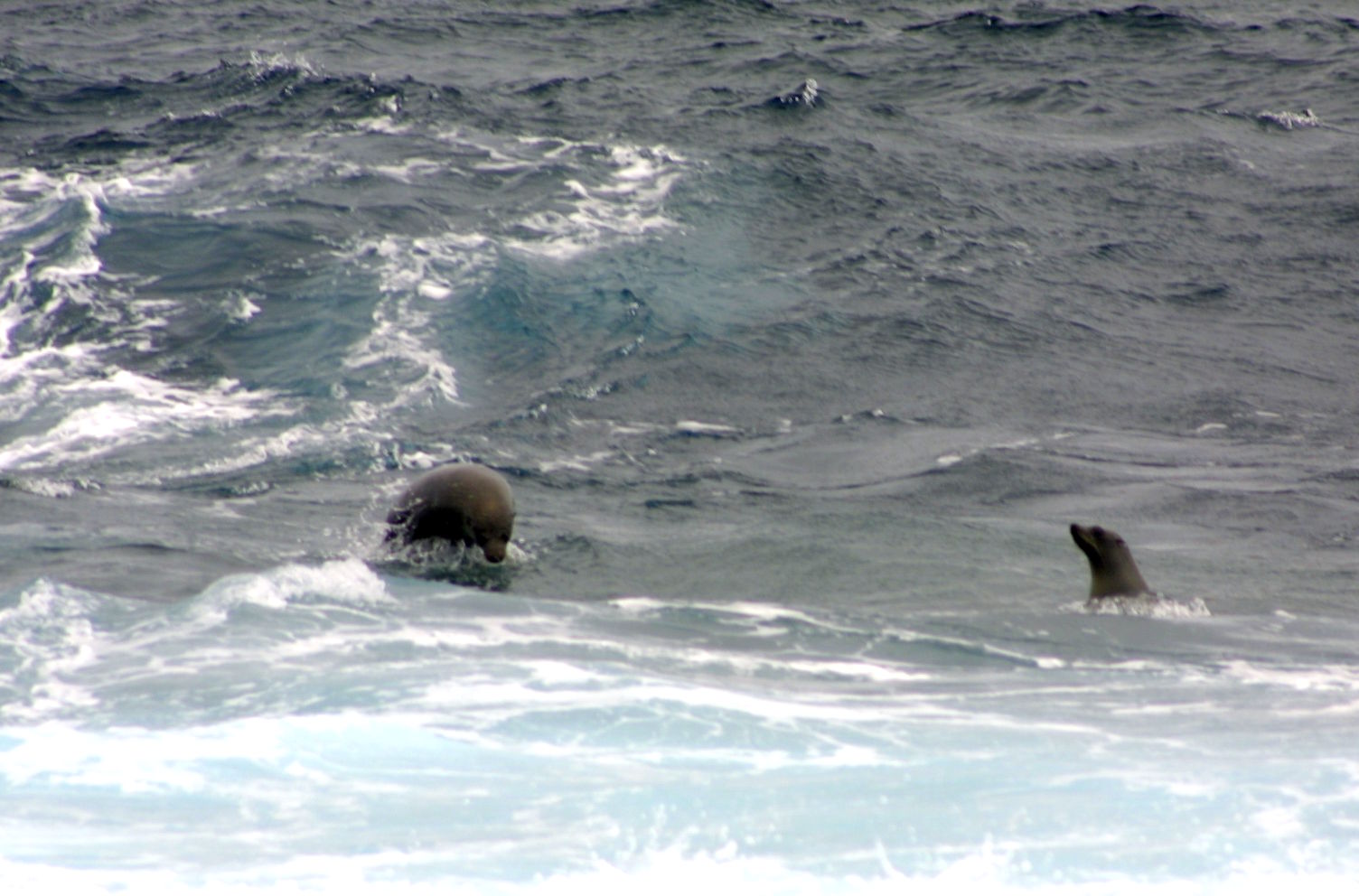 seals01.jpg