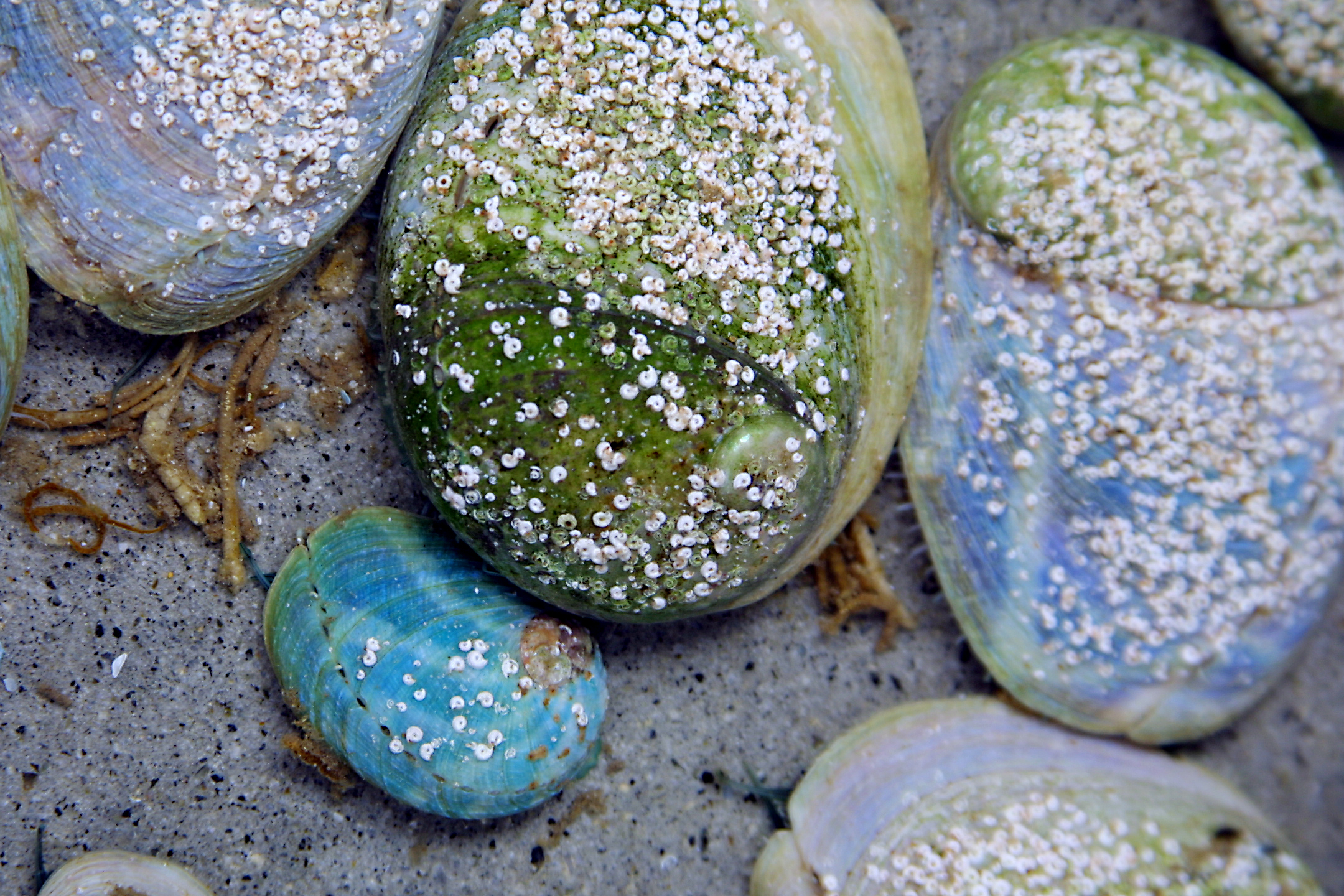 abalone02.jpg